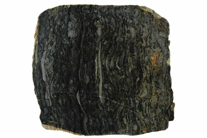 Polished Stromatolite (Alcheringa) Slab - Billion Years #180206